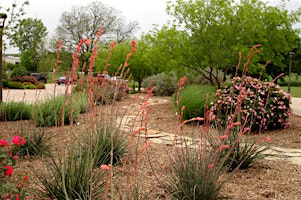 Landscaping for a Dry Climate