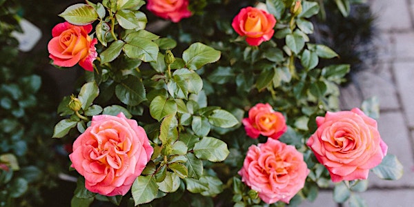 Rose Pruning Demo with Vancouver Rose Society - Vancouver