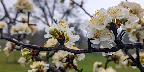 Hauptbild für 2018 Grow Green Spring  Training: TREES 101: Branching Out