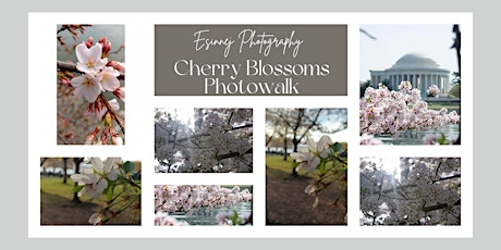 Cherry Blossom Photo Walk