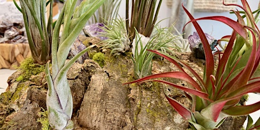 Intro to Air Plants Workshop