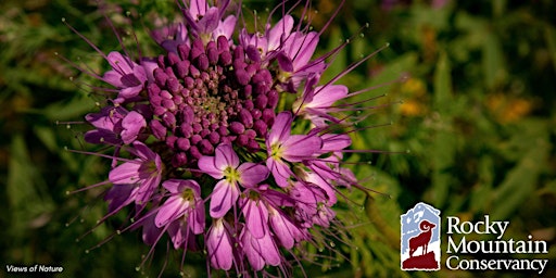 Wildflower Photography in Rocky Mountain National Park primary image
