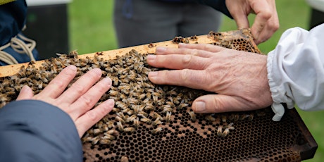 2023 IN-PERSON  Introductory Beekeeping Course #2