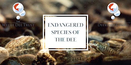 Endangered Species of the Dee | Rhywogaethau Mewn Perygl y Ddyfrdwy