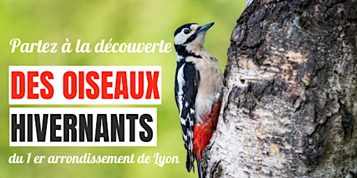 A la découverte des oiseaux du 1er arrondissement de Lyon
