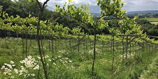 Introduction to Biodynamic Winegrowing, Bristol - 1 Day Workshop primary image