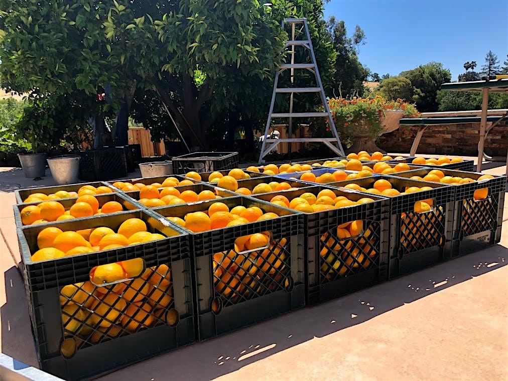 Contra Costa Community Fruit Rescue – Brentwood Area