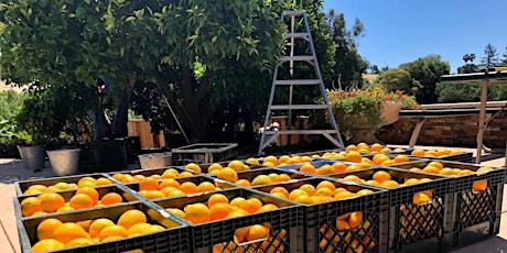 Contra Costa Community Fruit Rescue - Brentwood Area