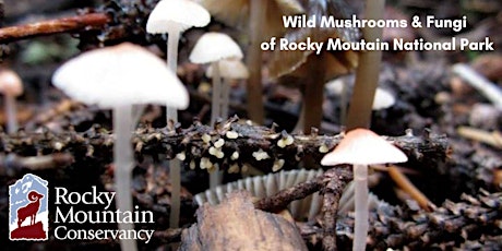 Wild Mushrooms & Fungi of Rocky Mountain National Park