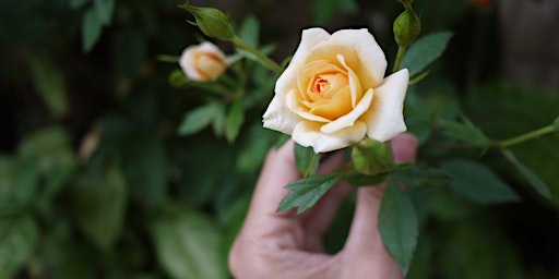 Caring for Roses with Rich Baer of the Portland Rose Society