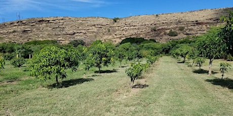 A comparison of two high density orchard management systems for mangoes