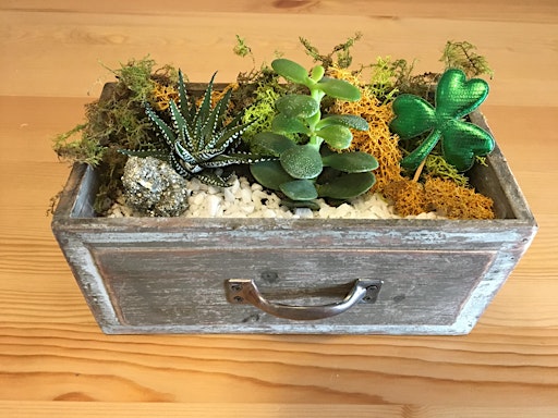 Plant Nite: Make a Succulent Terrarium