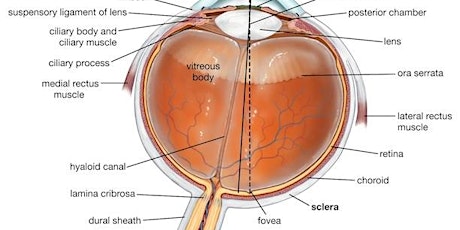 Anatomy, Physiology and Pathology of the Eye