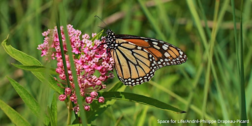 Mission Monarch – A Community Science Program for Monarch Conservation