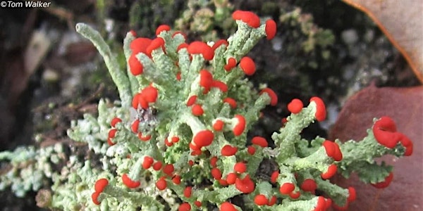 Free Webinar: Introduction to Lichens and Lichen Identification on Cape Cod