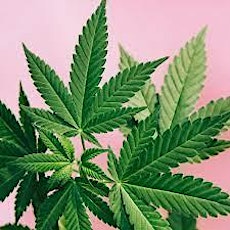 Cannabis Studies Information Session - IN PERSON and on WEBEX