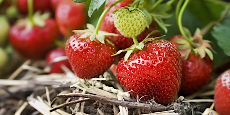 Growing Small Fruits - Hybrid Online Class