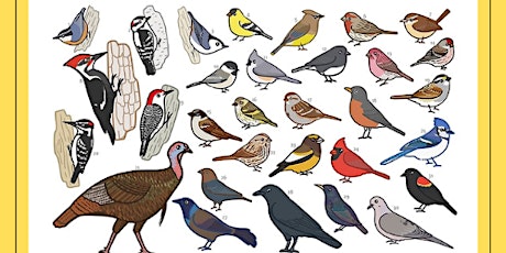 Bird Identification Workshop: See It, Sketch It, Bird It!