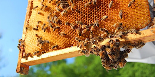 Getting into Beekeeping - Hybrid Online Class