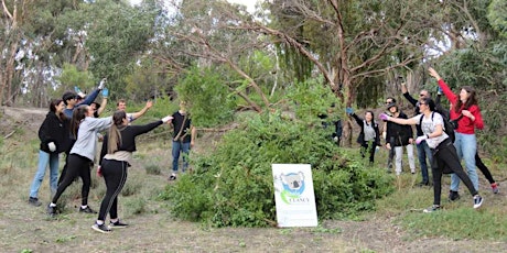 Koala Conservation Day: Weeding in the You Yangs  primärbild