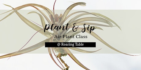 Plant & Sip | Air Plants