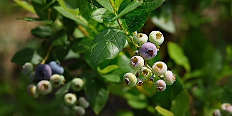 Blueberry Pruning Demonstration