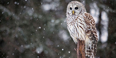 Owls, Stars and Snowshoes- Mactaquac