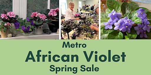 Metro African Violet Spring Sale