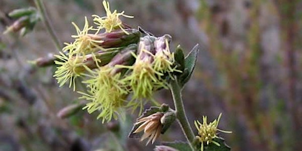 Native Plant Propagation Workshop
