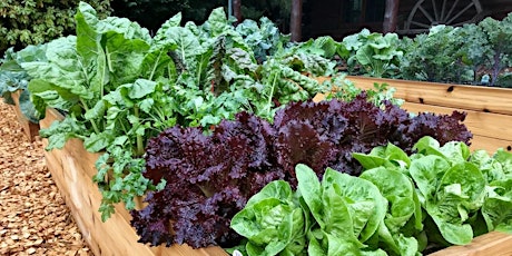 Preparing and Planting Your Spring Vegetable Garden
