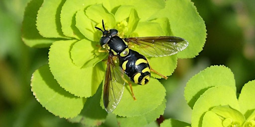 Beneficial Insects in the Florida Landscape (webinar)