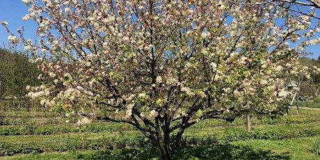 Orchard Pruning Workshop