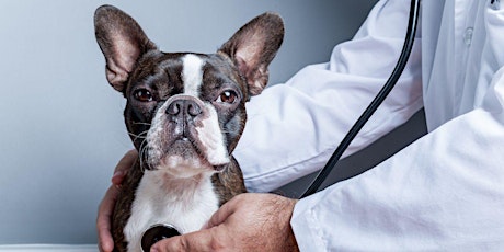 How to value a veterinary practice primary image