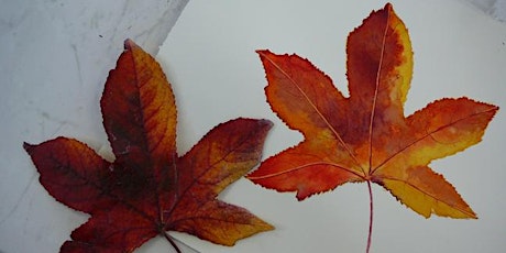 Painting autumn leaves in watercolour primary image