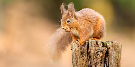 Saving Scotland’s Red Squirrels: An Overview