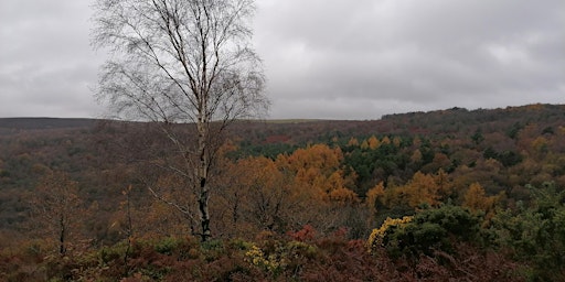 Volunteer Work Day: Blacka Moor  primärbild