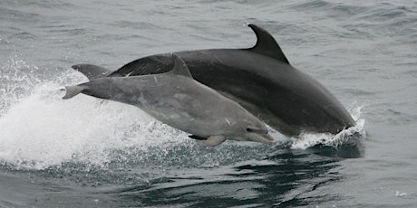Shannon Bottlenose Dolphin Oil Spill Response Training primary image
