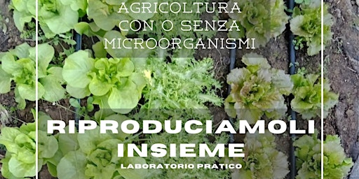 Riproduzione Di Microrganismi