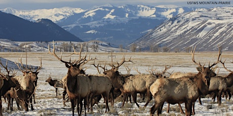 Elkfest Elk Antler Auction