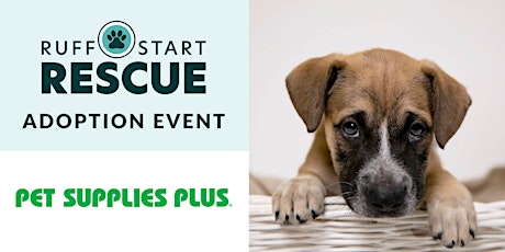 Blaine Pet Supplies Plus Adoption Day Event