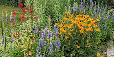 Imagem principal de Native Plants 1-2-3: Plan & Plant, Pollinators, & Preparing for Winter