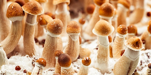 Mushroom Growing Workshop & Mindful Trading Post