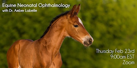 Equine Neonatal Ophthalmology
