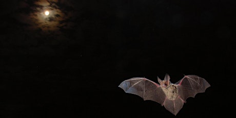 Microbats at Twilight in Yalukit Willam (Elsternwick Park) Nature Reserve primary image