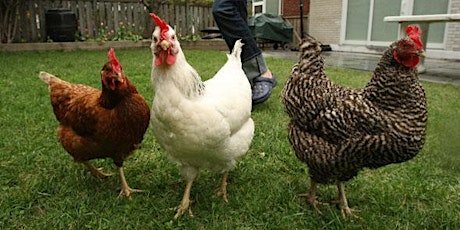 Backyard Poultry Seminar