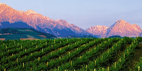 Abruzzo: Onbekende druivensoorten/vitigni sconosciuti primary image