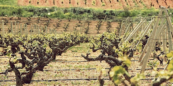 Greek Wine Tasting | Exploring Organic & Natural Wines