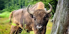 Wilder Kent Safari: Bison, pigs and ponies at the Blean (extended route)