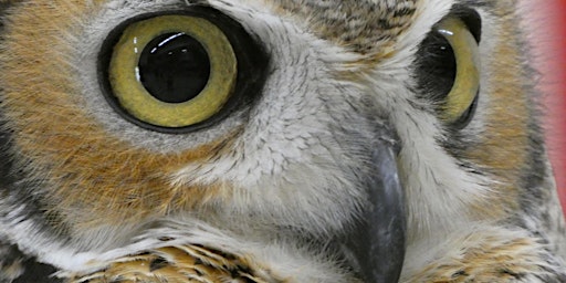 TuscParks Summer Childrens Program:  Owls and Raptors with Nancy Owen