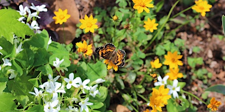 Gardening for Pollinators  - Arboretum Adult Education